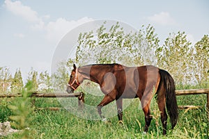 Horse, wild horse, grassland, horseback riding