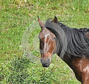 Horse, Wild Mustang, Brown chestnut with black main