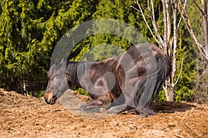 Horse in wild nature