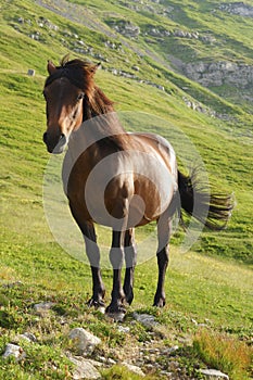 Horse in the wild on the slope photo