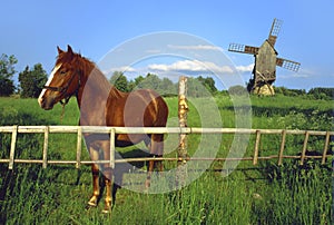 Horse with windmill.