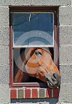 Horse in the window