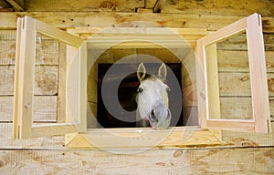 A horse in the window