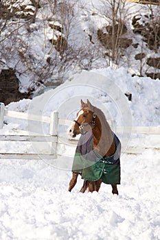 Horse in a winter