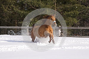 Horse in a winter