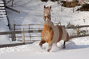 Horse in a winter