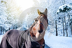 Horse during winter