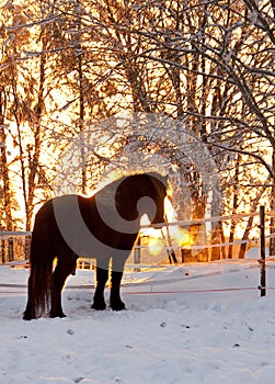 Horse in winter