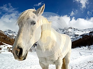 Horse winter