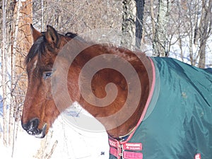 Horse in winter