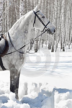 Horse in winter forest