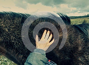 Horse with winter fur, acclimated animal