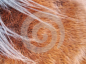 Horse winter fur. Animals prepare bodies
