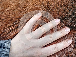 Horse winter fur. Animals prepare bodies photo