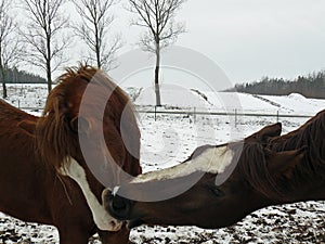 Horse winter kiss mother kiss her baby