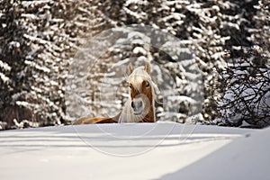 Horse in a winter landscape