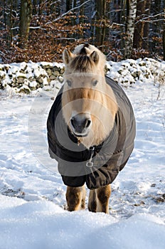 Horse in winter season