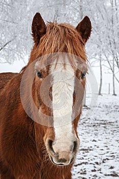 Horse in winter with snow covered trees