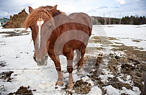 Horse in winter standing in the snow farm animal ranch enclosure
