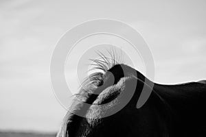 Horse withers in black and white