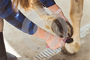 Horse Woman Cleaning Horse Hoof Using A Hoof Pick Taking Care Of Horse Hygiene