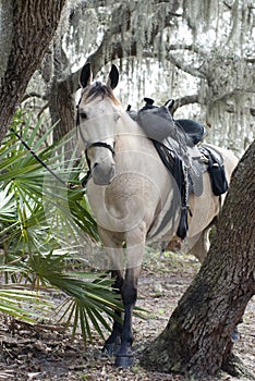 Horse In The Woods