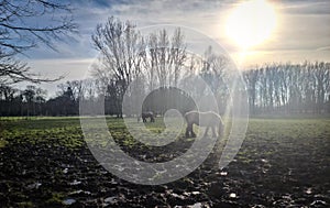 Horse workhorses in a field in belgium during a sunny spring afternoon. Animals Farmer life landscape sun clouds cloudy sky