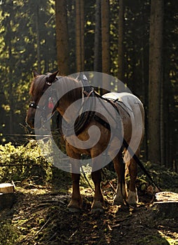 Horse working