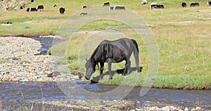 Horse and yak in high altitude mountains