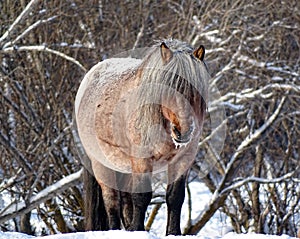 Horse of the Yakut breed in the snow of Siberia