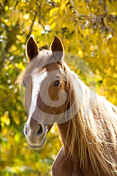 Un cavallo sul 