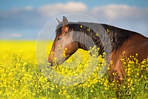 Horse on yellow flowers