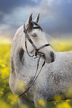 Horse in yellow flowers