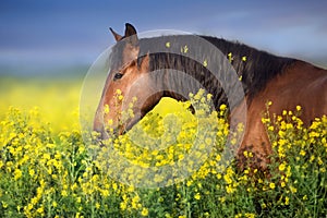 Horse in yellow rape