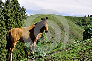 A Horse in Yili prarie
