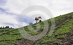 A horse in Yili prarie