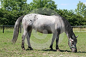 horse - young mare Appaloosa photo