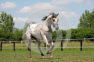 horse - young stallion Appaloosa