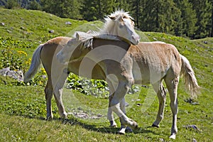 Horse youngster