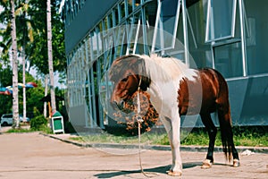 Horse in the zoo