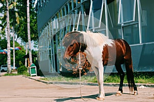 Horse in the zoo photo