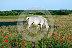 Horse4