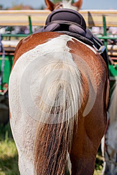 Horseback. Bottoms of horse with special brown and grey colors