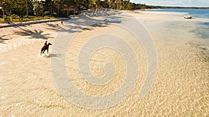 Horseback rider on the beach Aerial view.