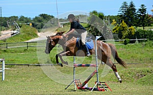 Cavallo cavaliere saltando 