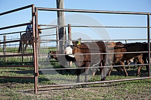 Cavallo sul cavallo pascolo bestiame 