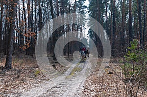 Horseback riding. Horseback riding in the forest.