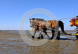 Horseback riding on the mudflat