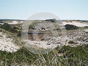 Horseback riding on sandy trails at the beach, Sandy Neck Beach, Sandwich, MA