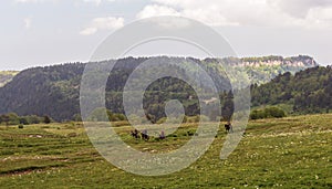 Horseback riding for tourists on the mountain plateau in the summer. photo